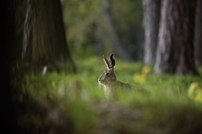 Divoká příroda inspiruje - Fotograf roku - Kreativita - IX.kolo - Zajíc polní (Lepus europaeus) 