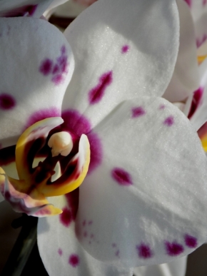 Blízká krása v detailu - Orchidej Phalaenopsis