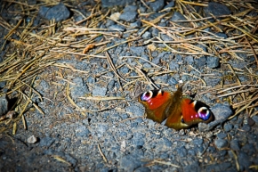 Fotograf roku v přírodě 2017 - Motýl