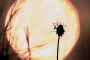 Květa Novotná -Sluneční louka