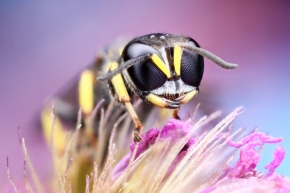 Blízká krása v detailu - Fotograf roku - Kreativita - XI.kolo - Včelí medvídek
