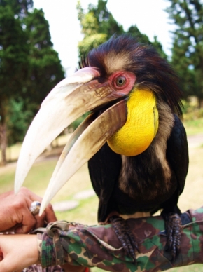 Robert Kralik - Exotický vták