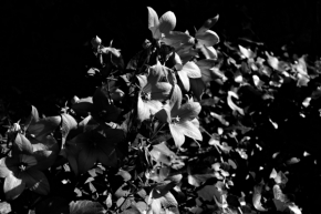 Kouzlíme černobíle - kvety