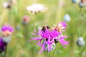 Blízká krása v detailu - Moment včely