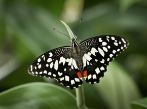 Blízká krása v detailu - Otakárek citrusový (Papilio demodocus)
