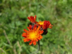 Václav Schejbal - Hořící květina