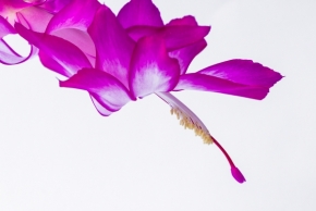 Blízká krása v detailu - Fotograf roku - Kreativita - XI.kolo - Vánoční kaktus
