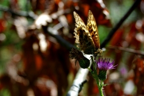 Blízká krása v detailu - Motýlí pamětník 