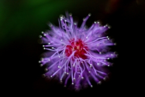 Blízká krása v detailu - Zázračná květina