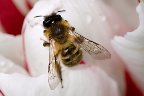 Blízká krása v detailu - včela