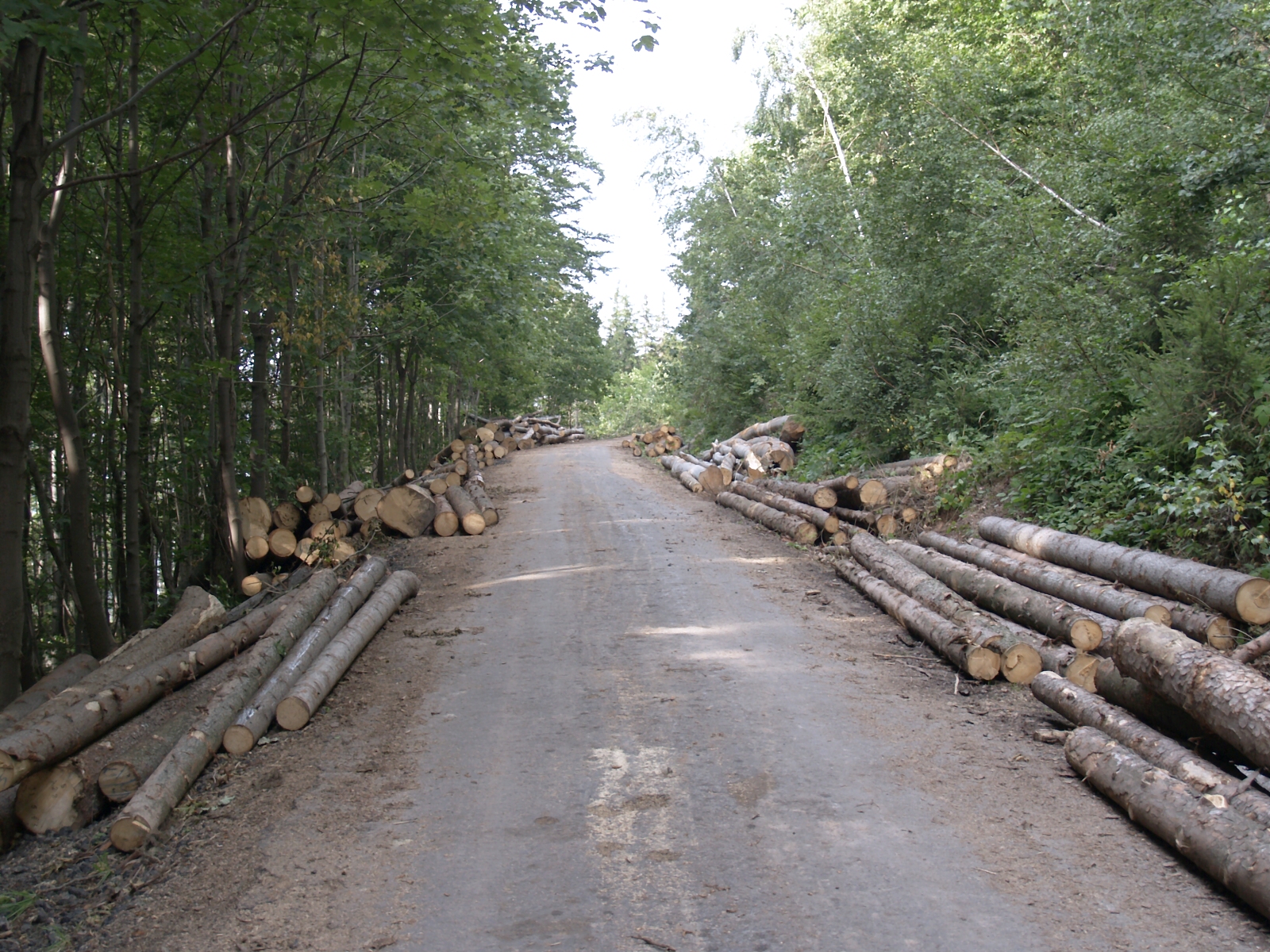 Obnova lesa