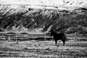Fotograf roku v přírodě 2017 - Islandský kôň