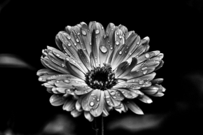Kouzlíme černobíle - Krása ranní rosy