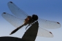 Libuše Kilarská -kolik váží vážka