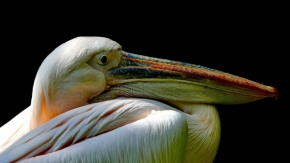 roland meneghel - pelikán