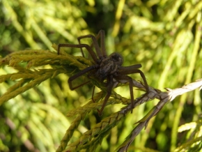 Příroda v detailu - Pavouk