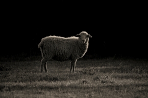 Kateřina Zelenková - Černá ovce