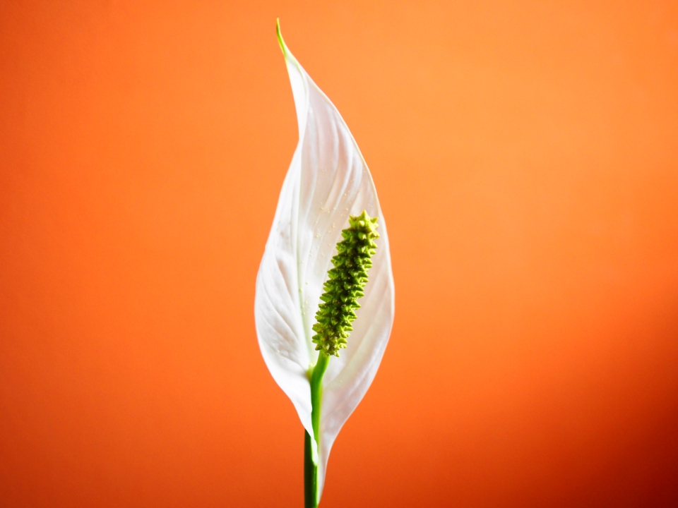 Meky Žbirka - Biely kvet
