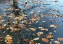 spadané listí