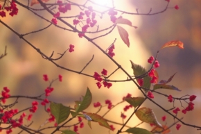 V přírodě - Podzimní kvítkování
