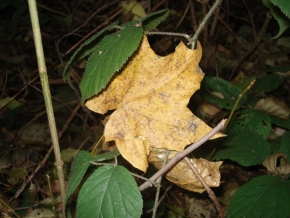 Příroda v detailu - Tokání podzimního listí
