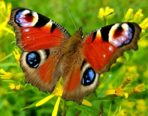 Svět zvířat - Když motýl kouzlí barvami