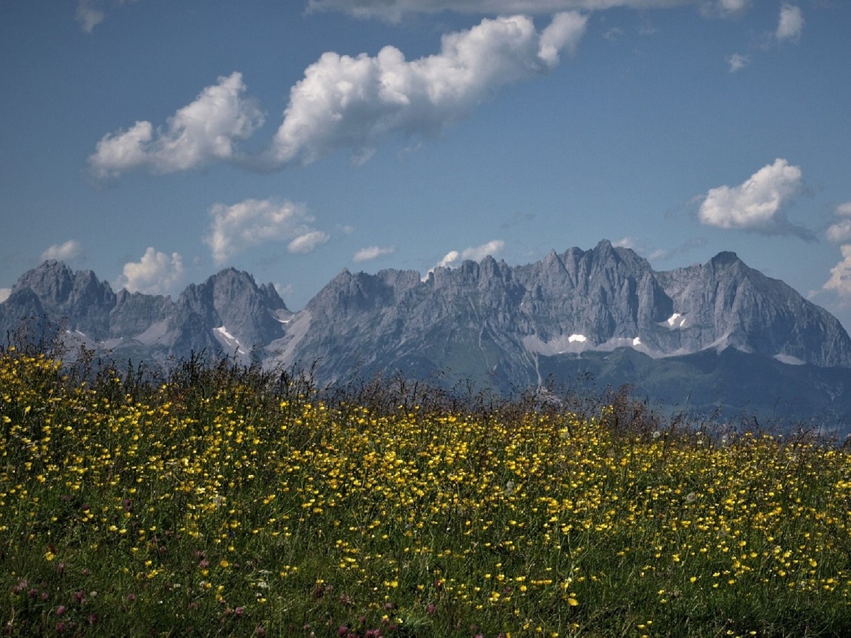 rzkvetlá louka v Alpách