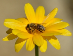 Hodně zblízka - včela
