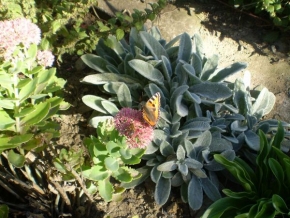 Příroda v detailu - Včelička a motýl