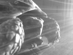 Klára Svobodová - želva