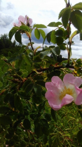 V přírodě - O šípkových růžích řeka tiše zpívá...