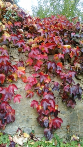 V přírodě - Barvy podzimu
