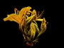 Dana Klimešová -krása žluté