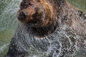 Okamžik - medvěd v zoo