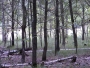 Lada Janoušková -starý les