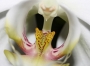 Štefan Saban -vnitřní svět  - květ orchideje