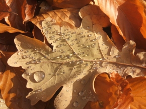 Příroda v detailu - Podzimní rosa