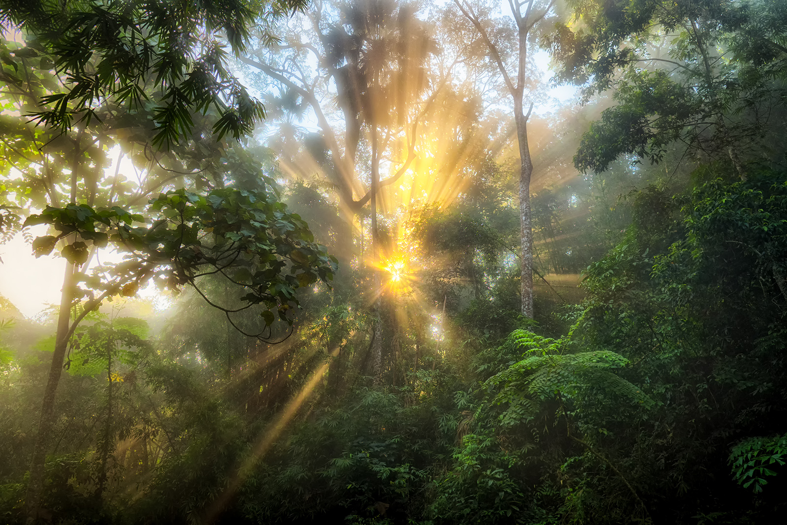 Východ slunce v deštném pralese, Thajsko.
