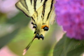 Okamžik - Křídla motýlí