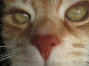 Hodně zblízka - kočičí oči