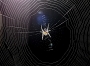 Dana Klimešová -dokonalost pavoučí sítě