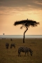 Marie Zunová -Out of Africa - Masai Mara/Kenya