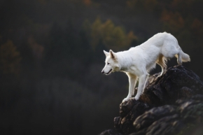 Svět zvířat - white wolf