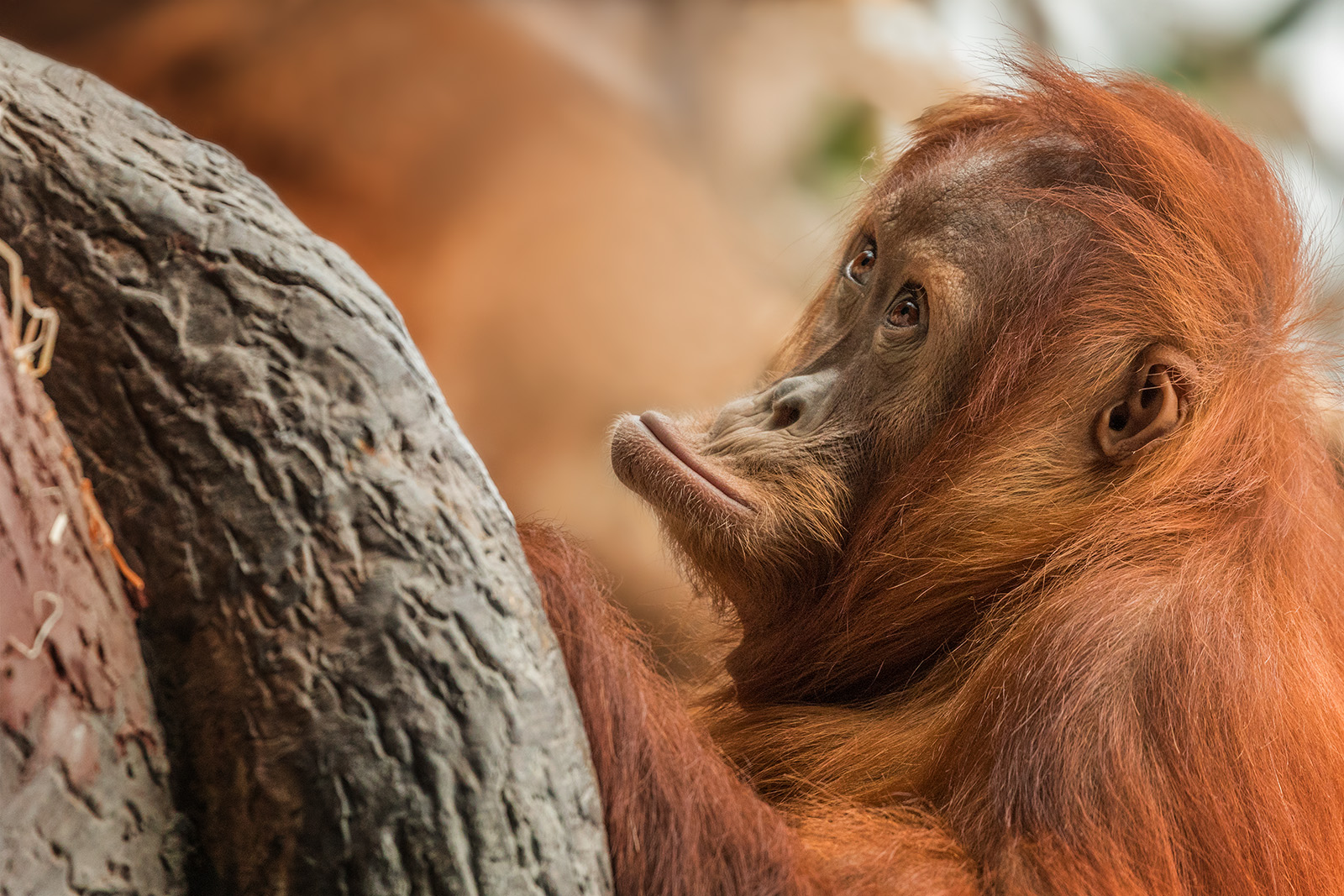 kukuč - Orangután sumaterský