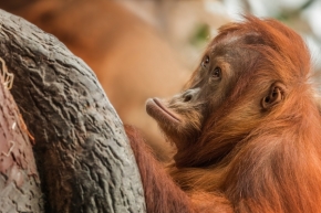 Svět zvířat - Fotograf roku - Kreativita - VI.kolo - kukuč - Orangután sumaterský
