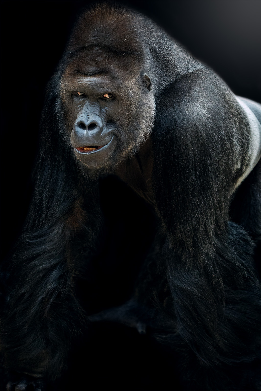 Richard - autorita - gorila nížinná