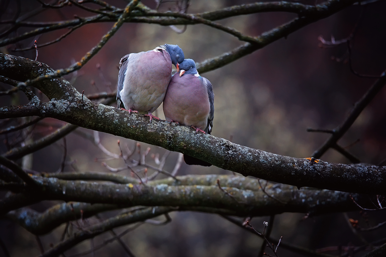 Láska holubí