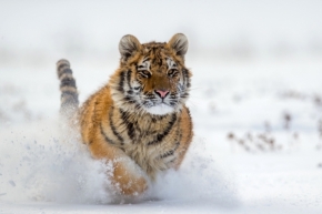 Svět zvířat - Fotograf roku - Kreativita - VI.kolo - Sněžný toulky