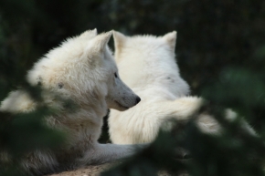 Svět zvířat - Bílí vlci