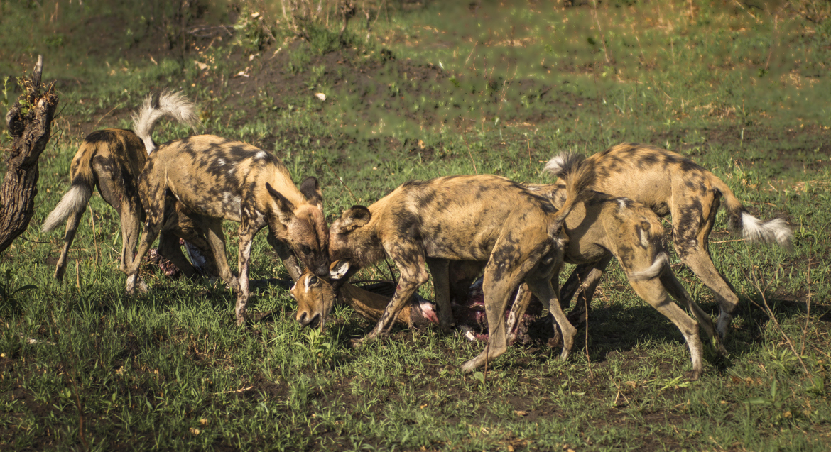 Na kořisti - pes hyenovitý
